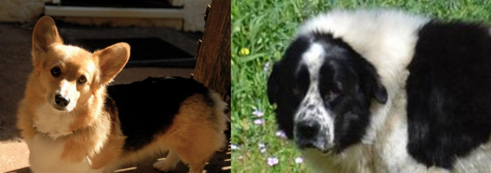Greek Sheepdog vs Dorgi - Breed Comparison