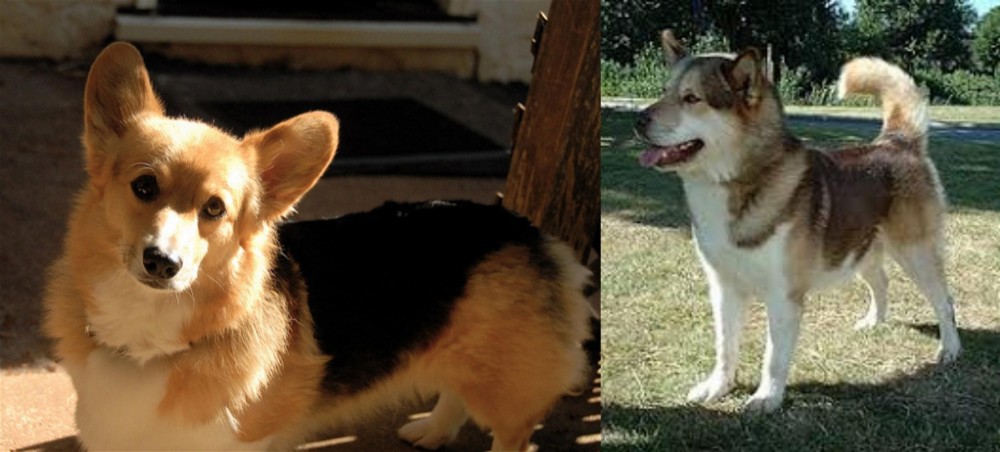 Greenland Dog vs Dorgi - Breed Comparison