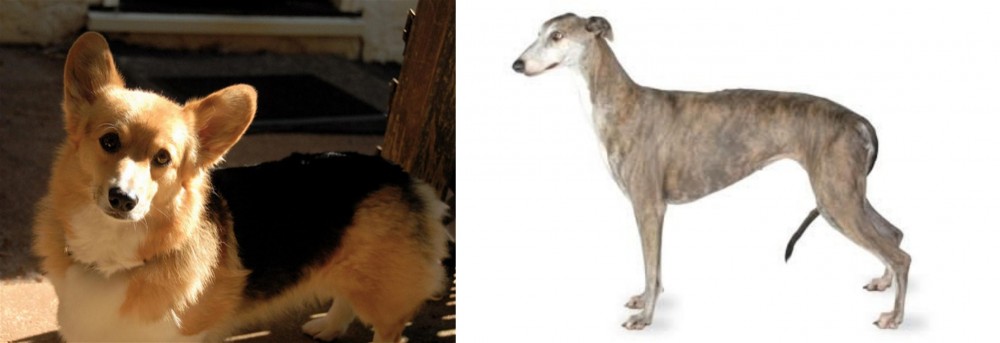 Greyhound vs Dorgi - Breed Comparison