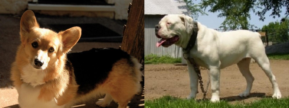 Hermes Bulldogge vs Dorgi - Breed Comparison
