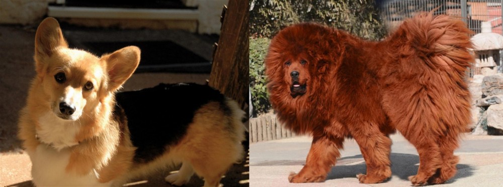 Himalayan Mastiff vs Dorgi - Breed Comparison
