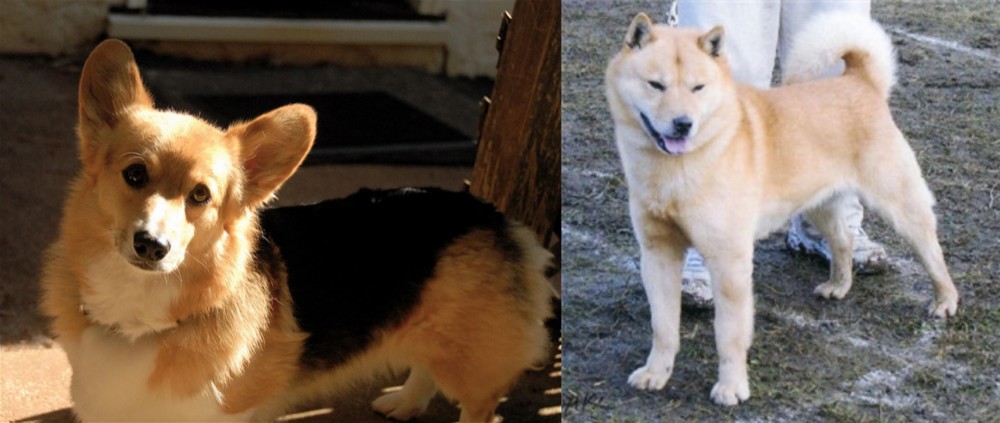 Hokkaido vs Dorgi - Breed Comparison