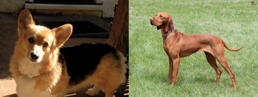 Hungarian Vizsla vs Dorgi - Breed Comparison