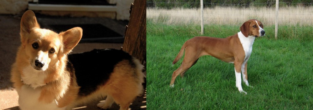 Hygenhund vs Dorgi - Breed Comparison