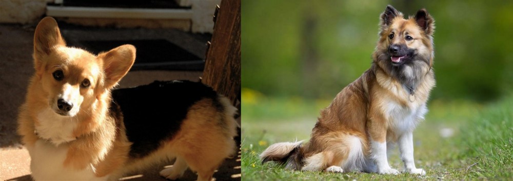 Icelandic Sheepdog vs Dorgi - Breed Comparison