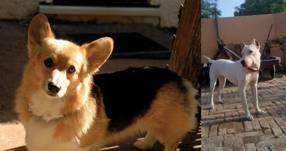 Indian Bull Terrier vs Dorgi - Breed Comparison