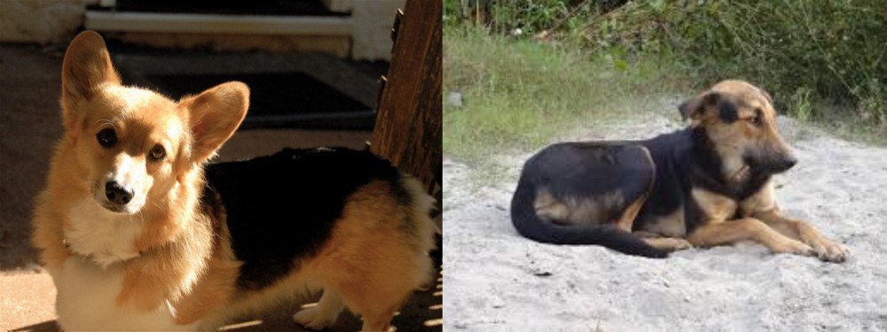 Indian Pariah Dog vs Dorgi - Breed Comparison