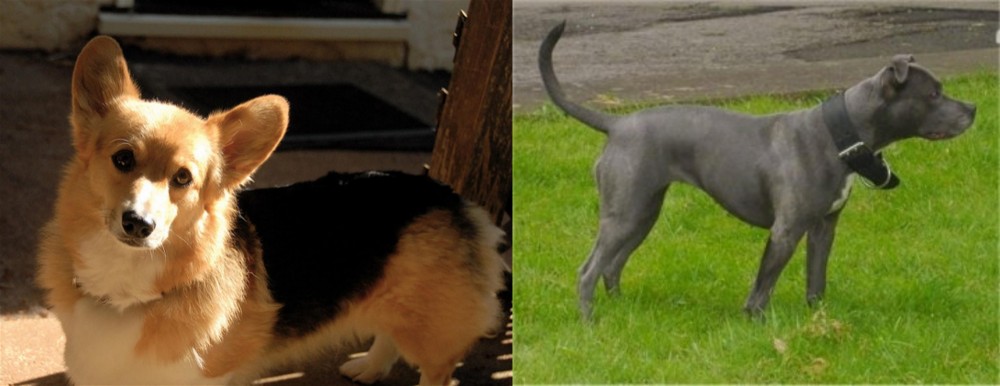 Irish Bull Terrier vs Dorgi - Breed Comparison