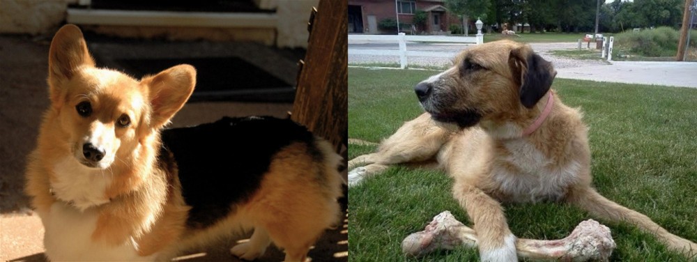 Irish Mastiff Hound vs Dorgi - Breed Comparison