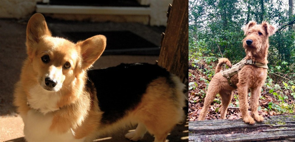 Irish Terrier vs Dorgi - Breed Comparison