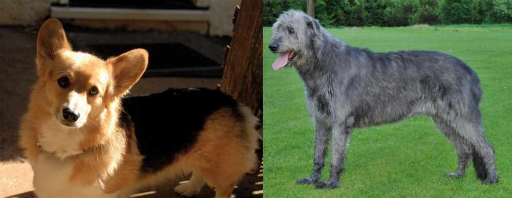 Irish Wolfhound vs Dorgi - Breed Comparison