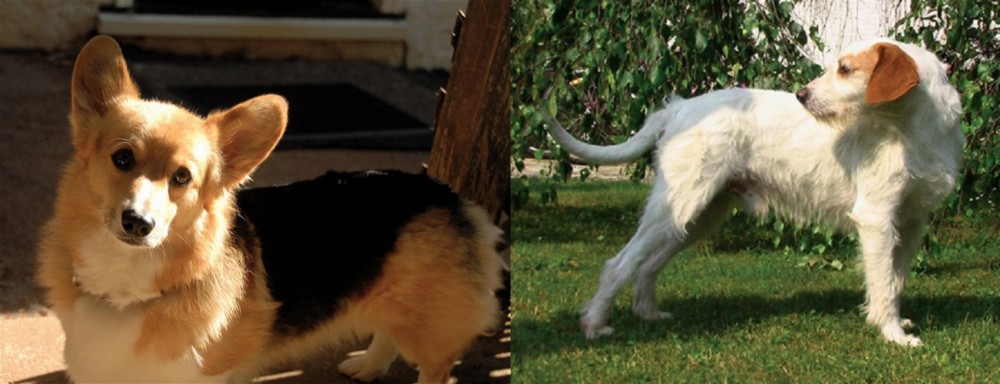Istarski Ostrodlaki Gonic vs Dorgi - Breed Comparison