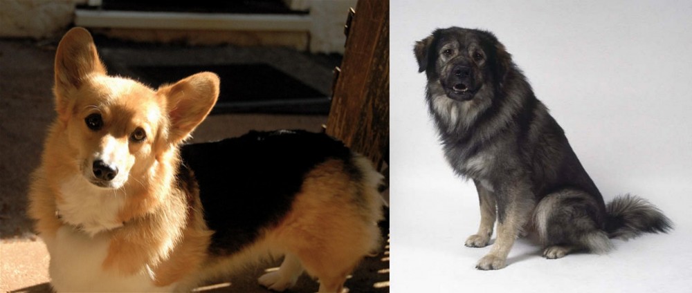 Istrian Sheepdog vs Dorgi - Breed Comparison