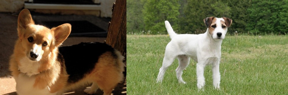 Jack Russell Terrier vs Dorgi - Breed Comparison