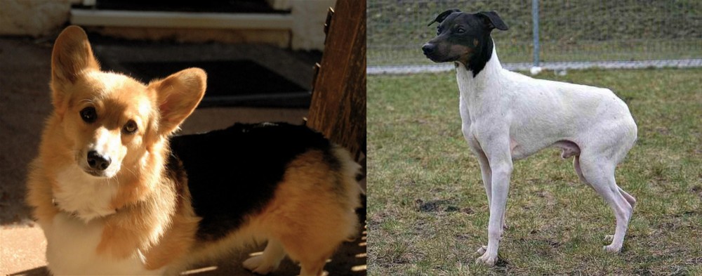 Japanese Terrier vs Dorgi - Breed Comparison