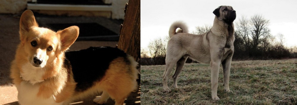 Kangal Dog vs Dorgi - Breed Comparison