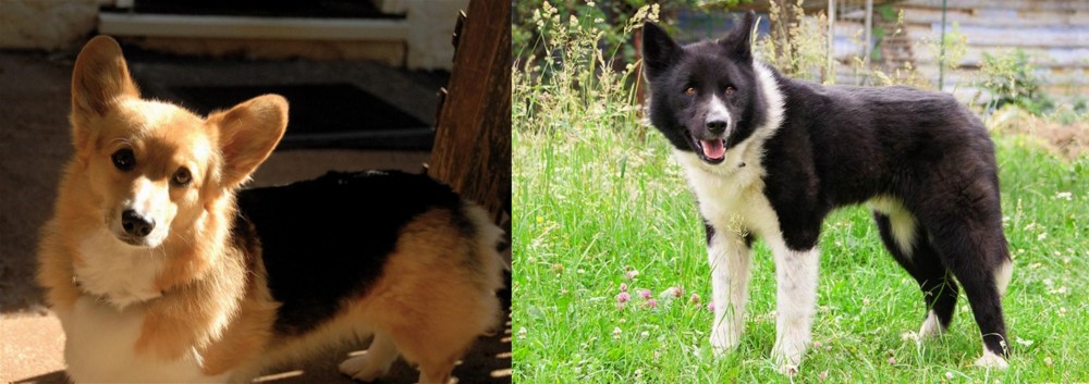 Karelian Bear Dog vs Dorgi - Breed Comparison