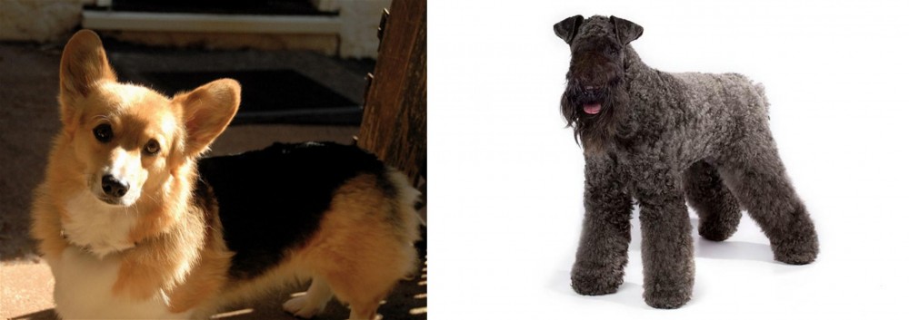 Kerry Blue Terrier vs Dorgi - Breed Comparison