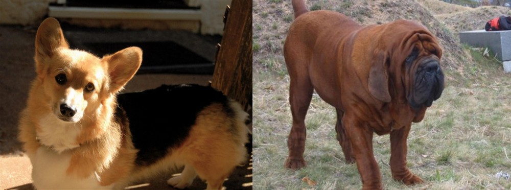 Korean Mastiff vs Dorgi - Breed Comparison