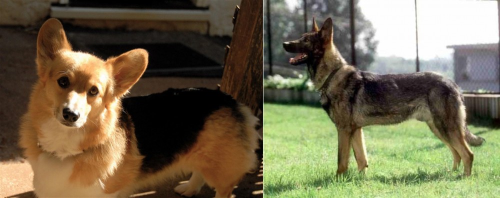 Kunming Dog vs Dorgi - Breed Comparison