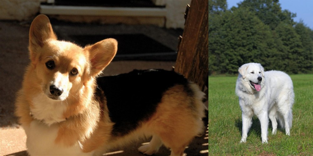 Kuvasz vs Dorgi - Breed Comparison