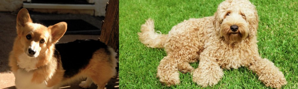 Labradoodle vs Dorgi - Breed Comparison