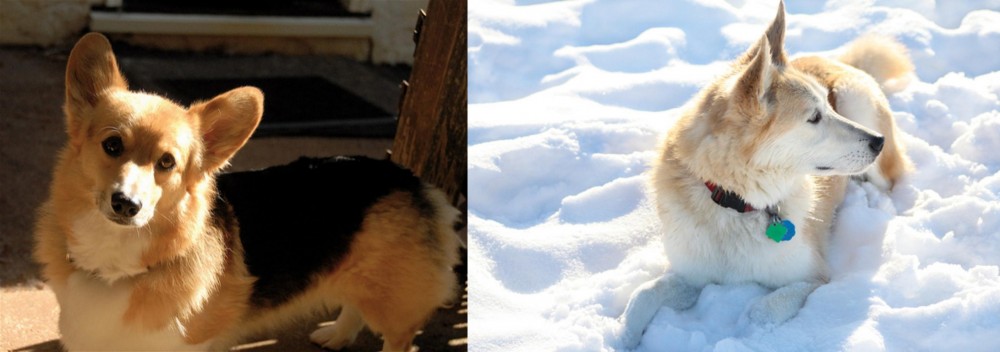 Labrador Husky vs Dorgi - Breed Comparison