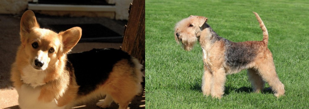 Lakeland Terrier vs Dorgi - Breed Comparison