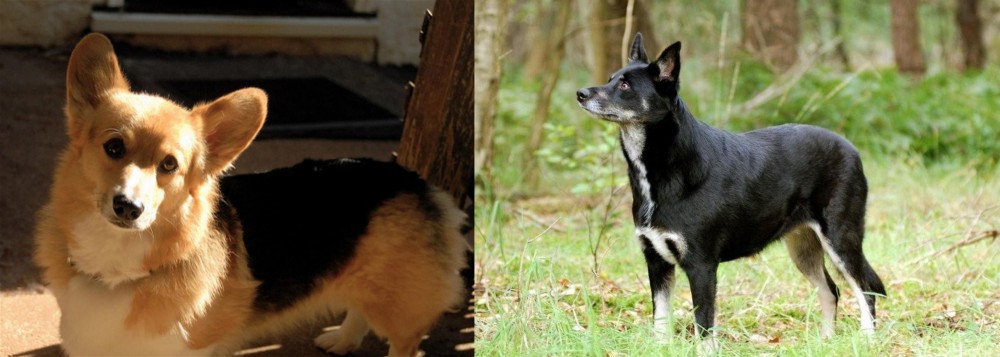 Lapponian Herder vs Dorgi - Breed Comparison
