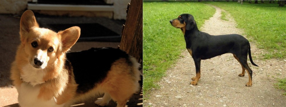 Latvian Hound vs Dorgi - Breed Comparison