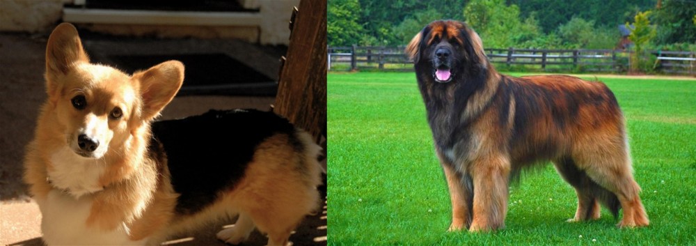 Leonberger vs Dorgi - Breed Comparison