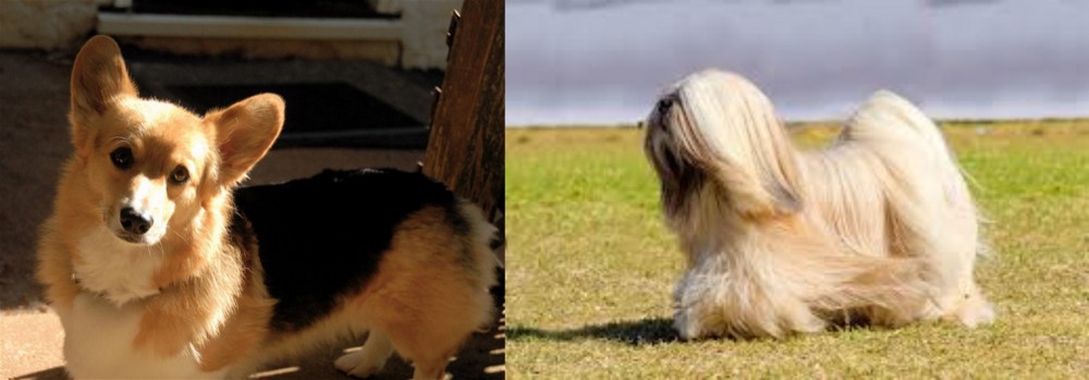 Lhasa Apso vs Dorgi - Breed Comparison