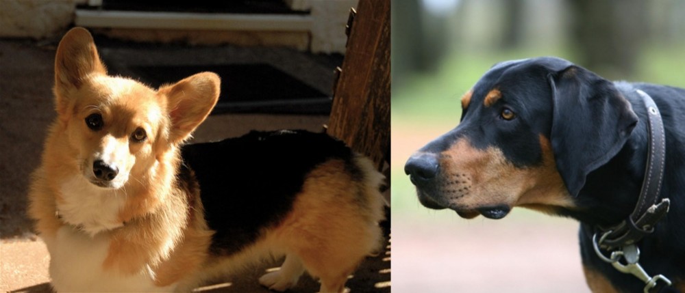 Lithuanian Hound vs Dorgi - Breed Comparison