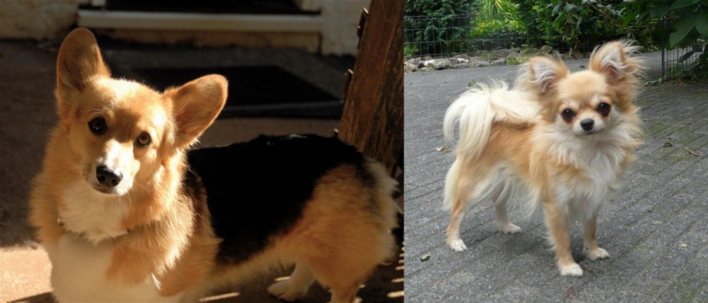 Long Haired Chihuahua vs Dorgi - Breed Comparison