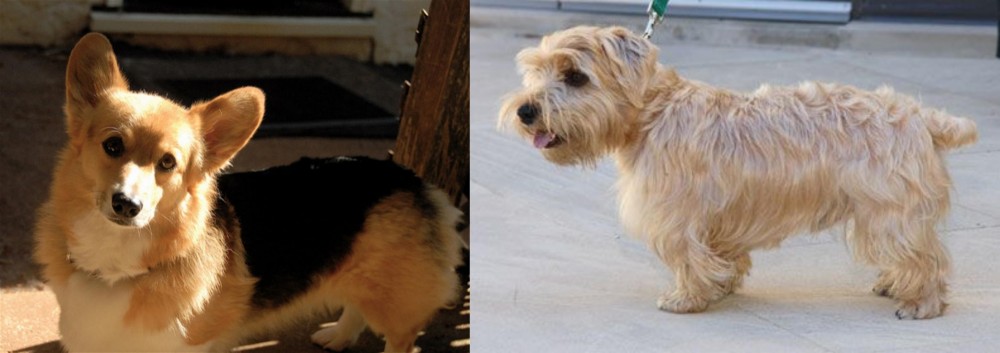 Lucas Terrier vs Dorgi - Breed Comparison