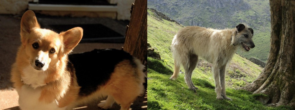 Lurcher vs Dorgi - Breed Comparison