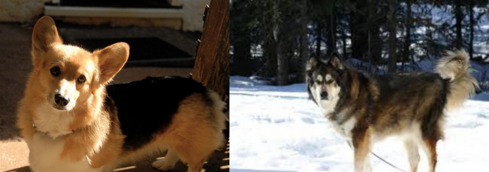 Mackenzie River Husky vs Dorgi - Breed Comparison