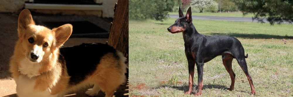 Manchester Terrier vs Dorgi - Breed Comparison