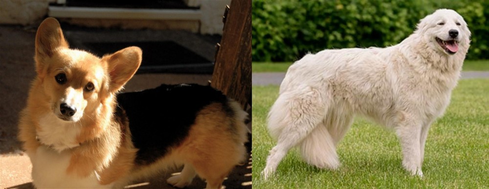 Maremma Sheepdog vs Dorgi - Breed Comparison