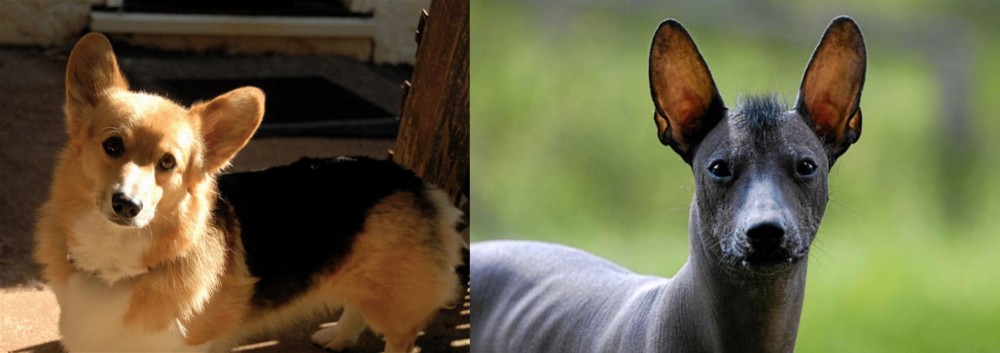 Mexican Hairless vs Dorgi - Breed Comparison