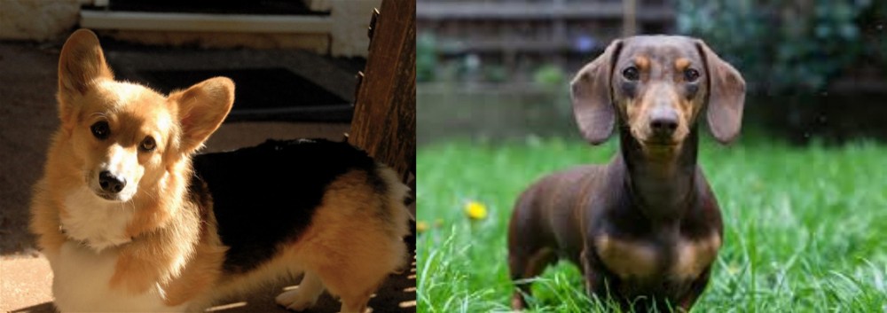 Miniature Dachshund vs Dorgi - Breed Comparison