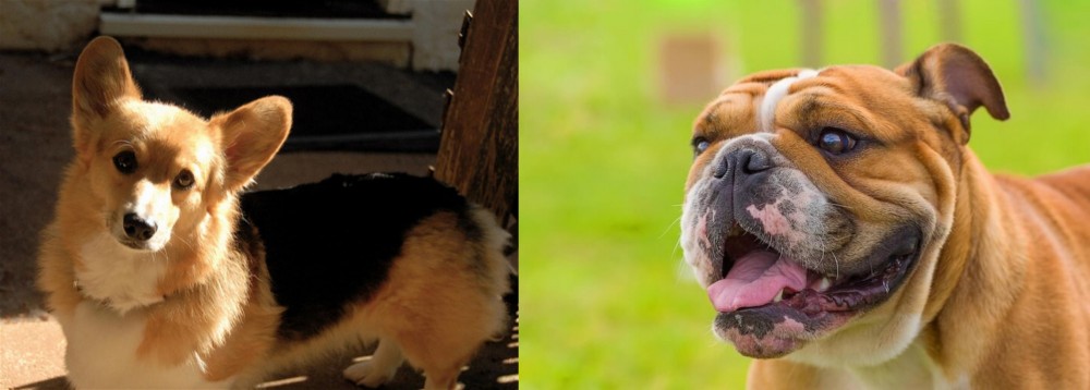 Miniature English Bulldog vs Dorgi - Breed Comparison