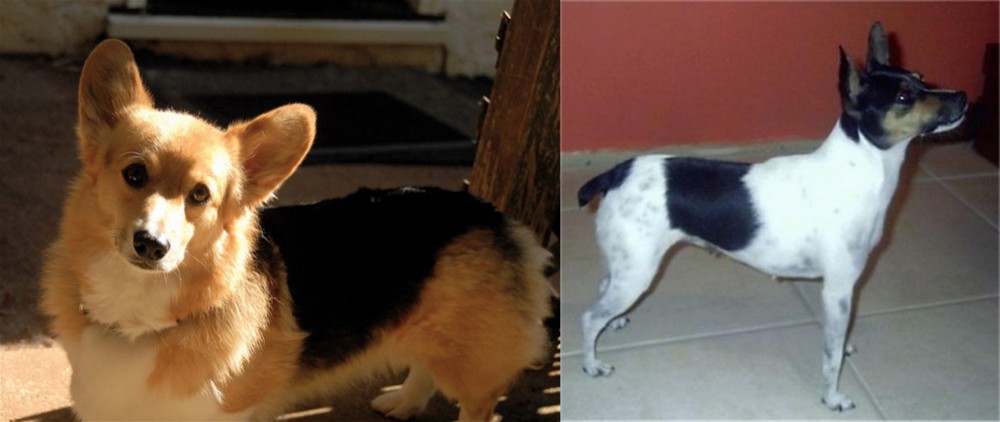 Miniature Fox Terrier vs Dorgi - Breed Comparison
