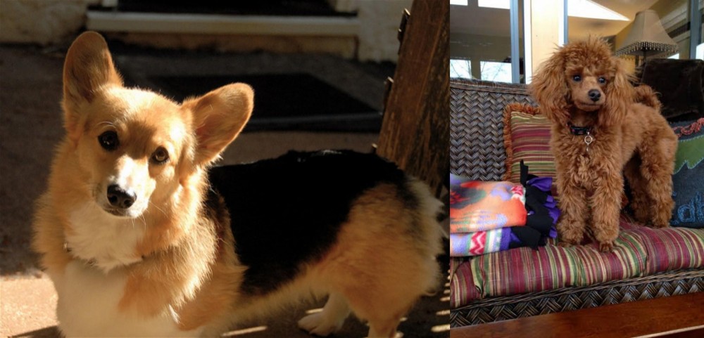 Miniature Poodle vs Dorgi - Breed Comparison