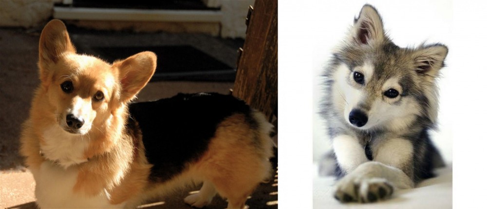 Miniature Siberian Husky vs Dorgi - Breed Comparison