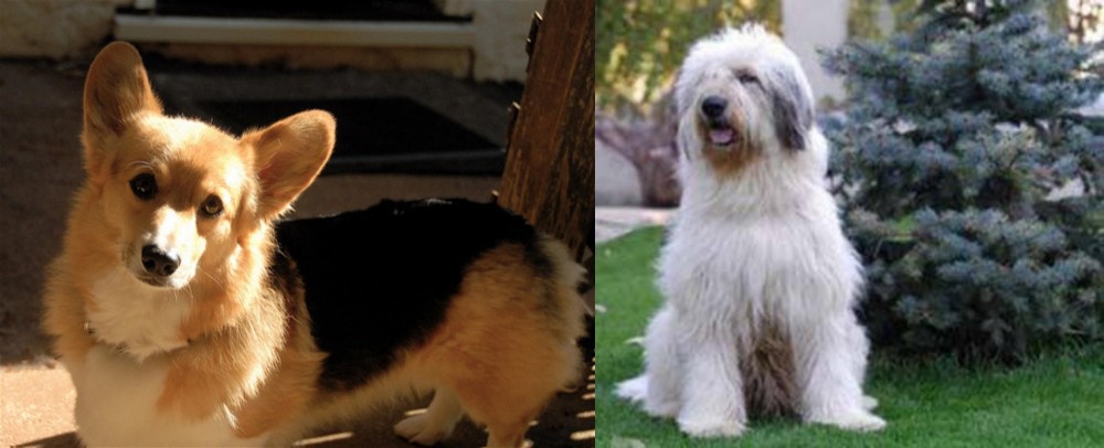 Mioritic Sheepdog vs Dorgi - Breed Comparison
