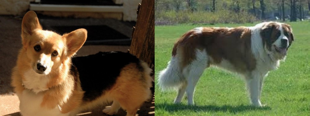 Moscow Watchdog vs Dorgi - Breed Comparison