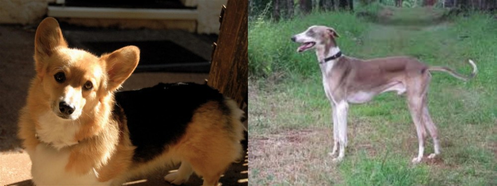 Mudhol Hound vs Dorgi - Breed Comparison