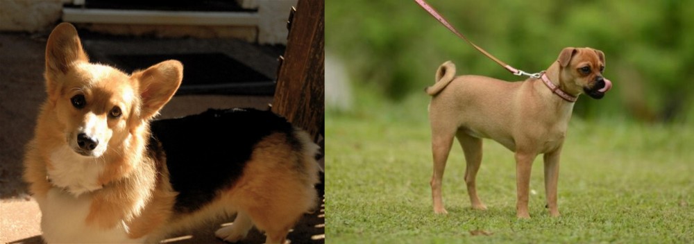 Muggin vs Dorgi - Breed Comparison