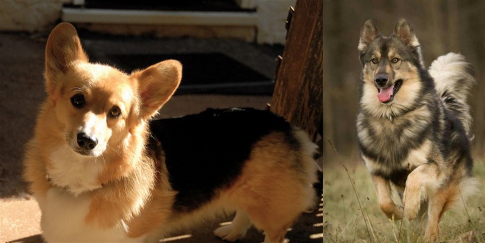 Native American Indian Dog vs Dorgi - Breed Comparison